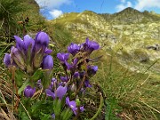 78 Genzianella germanica (Gentianella rhaetica o forse  anisodonta) con vista verso il Ponteranica
